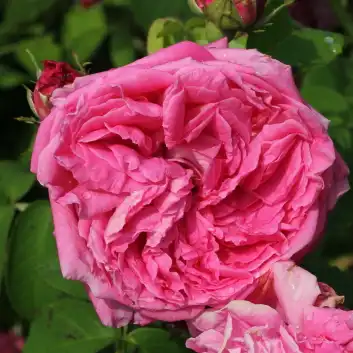 Trandafiri vechi de gradină - Trandafiri - Aurelia Liffa - 